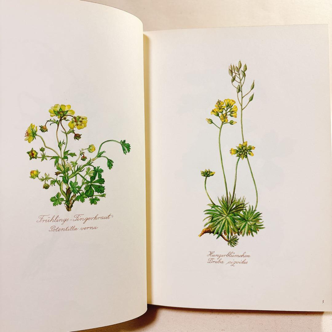 美しい植物画 Elsa Felsko 植物図鑑2冊 Blumen 洋書 すずらん - メルカリ