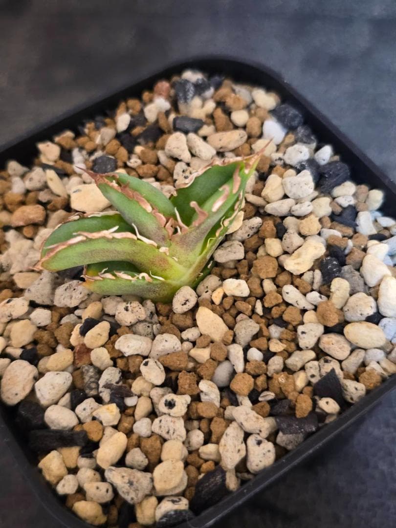 Agave IVORY W.A3 　子株　発根済　訳アリ格安注意事項 Agave IVORY W.A4 子株 発根済 訳アリ格安注意事項 Agave IVORY W.A4