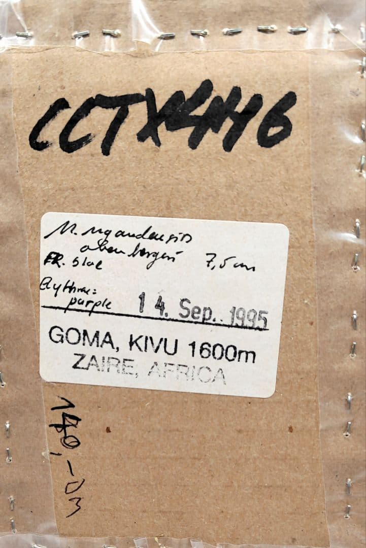 ウガンダオオツノハナムグリ 標本 7.5cm青 紫色・ザイール産 - メルカリ