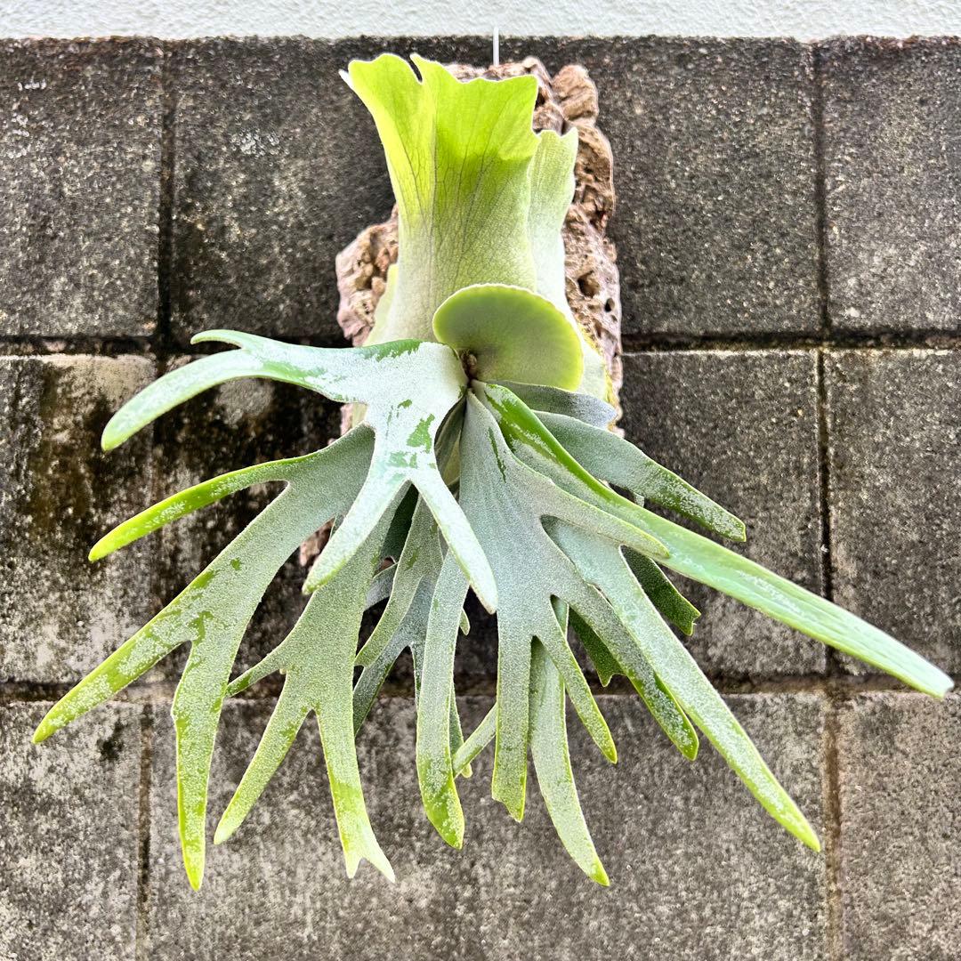 P. willinckii Polaris 北極星 (pup) 子株 ビカクシダ - メルカリ