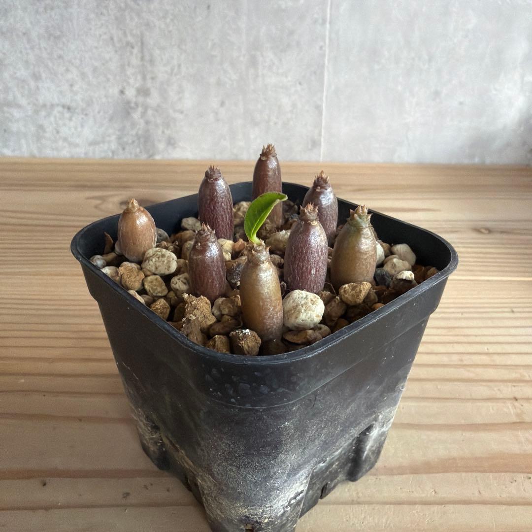 8株セット パキポディウムウィンゾリー 国内実生株 - メルカリ