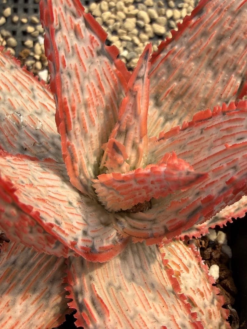 アロエ ハイブリッド Aloe hybrid 第四種 Fe−45 - メルカリ