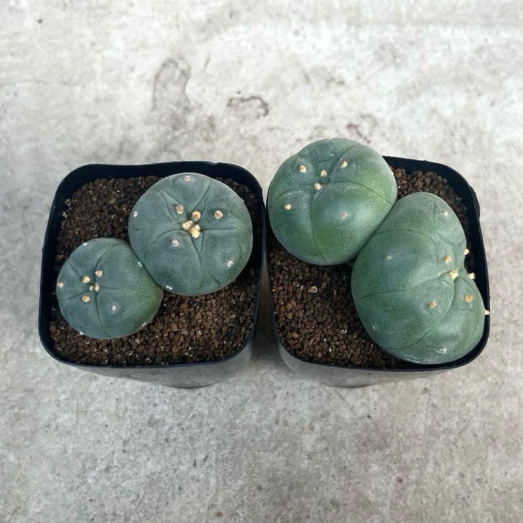 銀冠玉 実生 2頭 ロフォフォラ 2鉢 - メルカリ