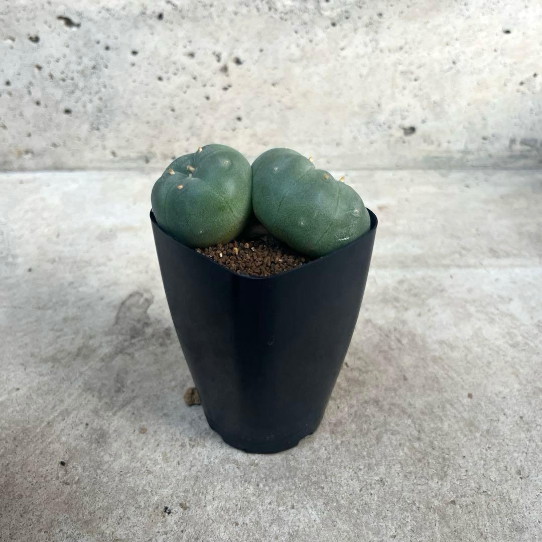 銀冠玉 実生 2頭 ロフォフォラ 2鉢 - メルカリ