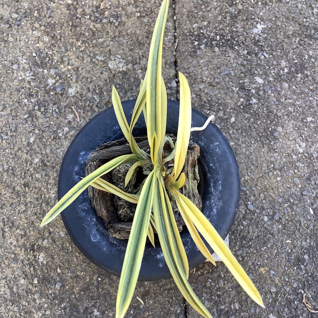 井上誠様専用 富貴蘭 （風蘭) 満月 - メルカリ