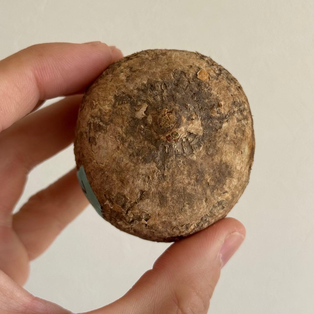 3.アデニア・オバタ 新芽あり輸入直後ベアルート株 Adenia Ovata