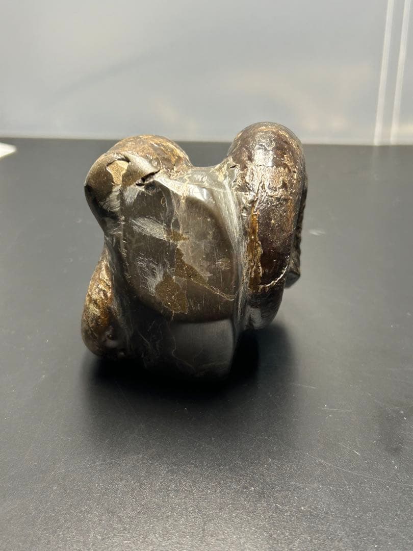 アンモナイト化石 北海道 三笠 アナゴードリセラス