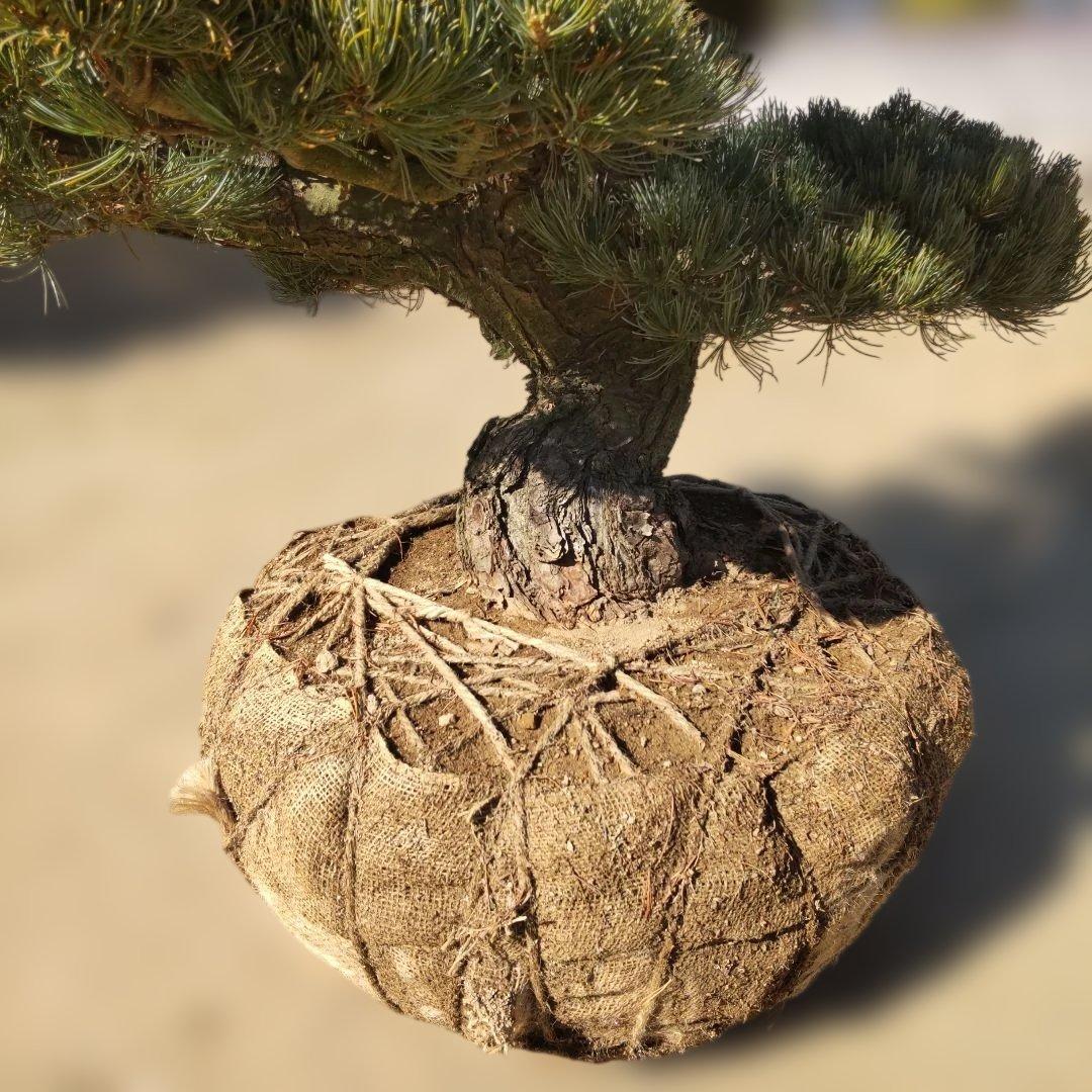 五葉松 八房 ◇ 超破格値! 引取限定 - メルカリ