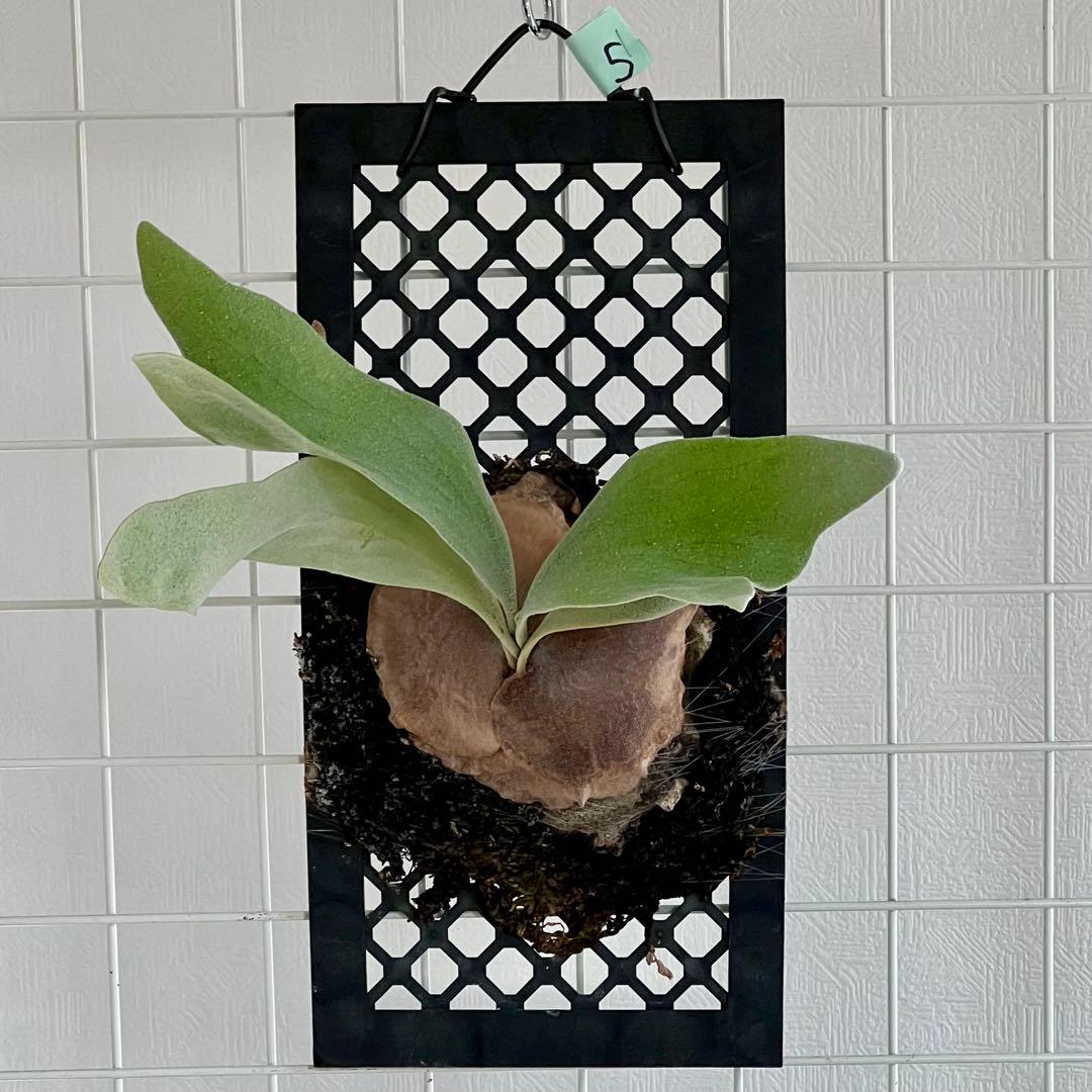 OC子株 platycerium ginka pup 銀華ギンカ54ビカクシダ - メルカリ