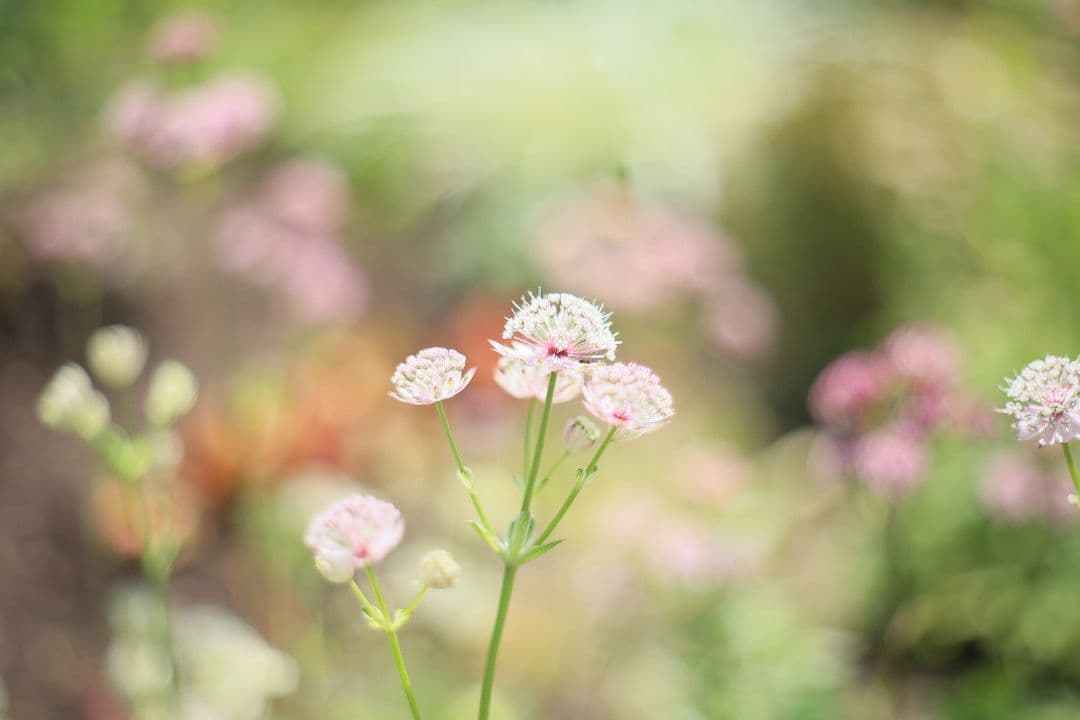 《希少》AUTO mamiya/sekor 55mm F1.8 後期型【良品】