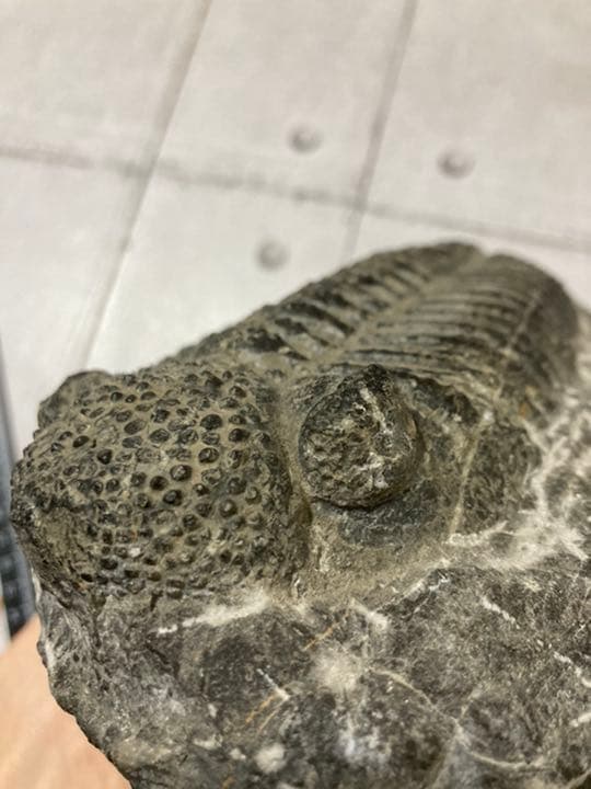 ドロトプス・メガロマニクス 三葉虫 化石 巨大 - メルカリ