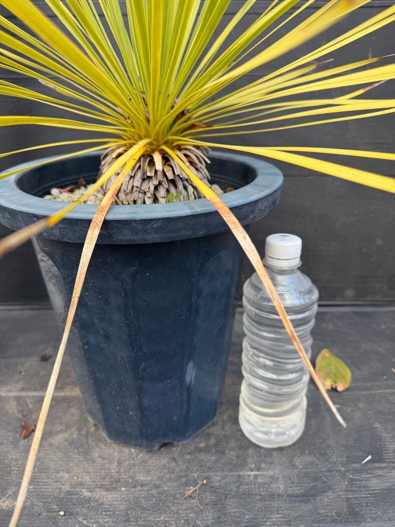 ユッカ ロストラータ 細葉 実生 中型 黒鉢