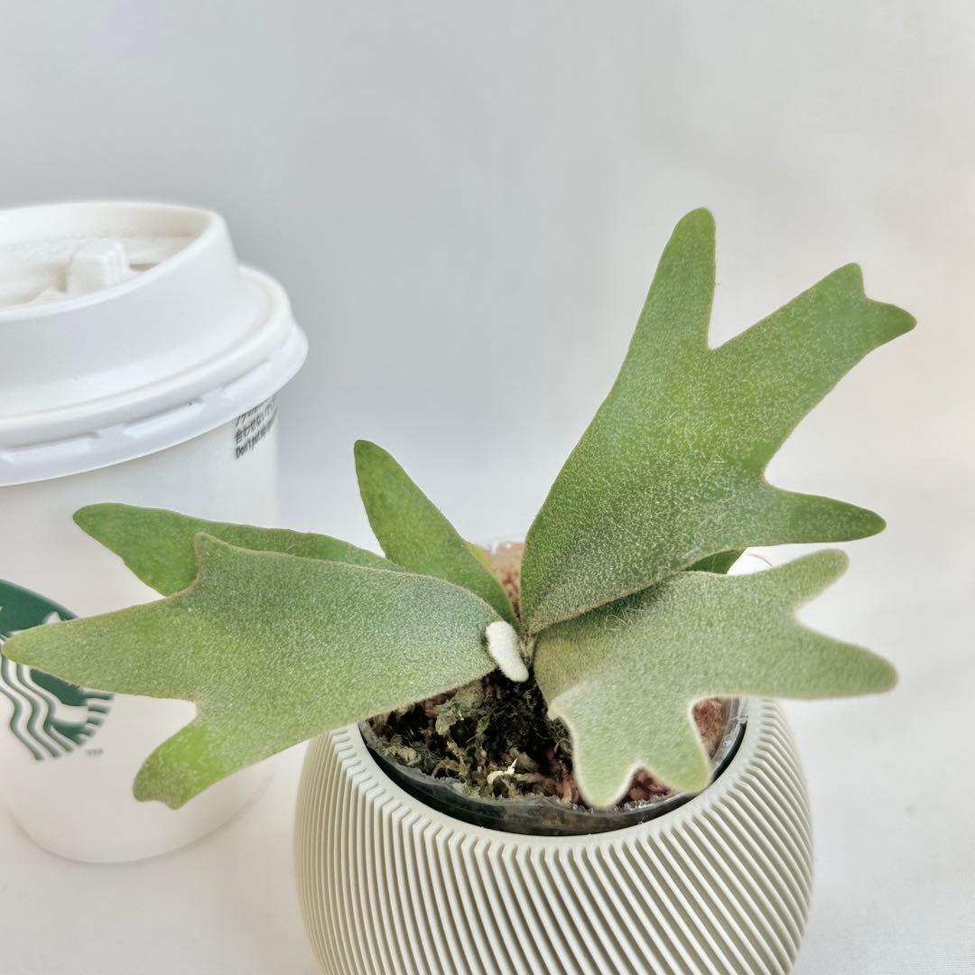 メルカリ便】P. wilinckii Golden Boy spore【17】 | Shop at Mercari