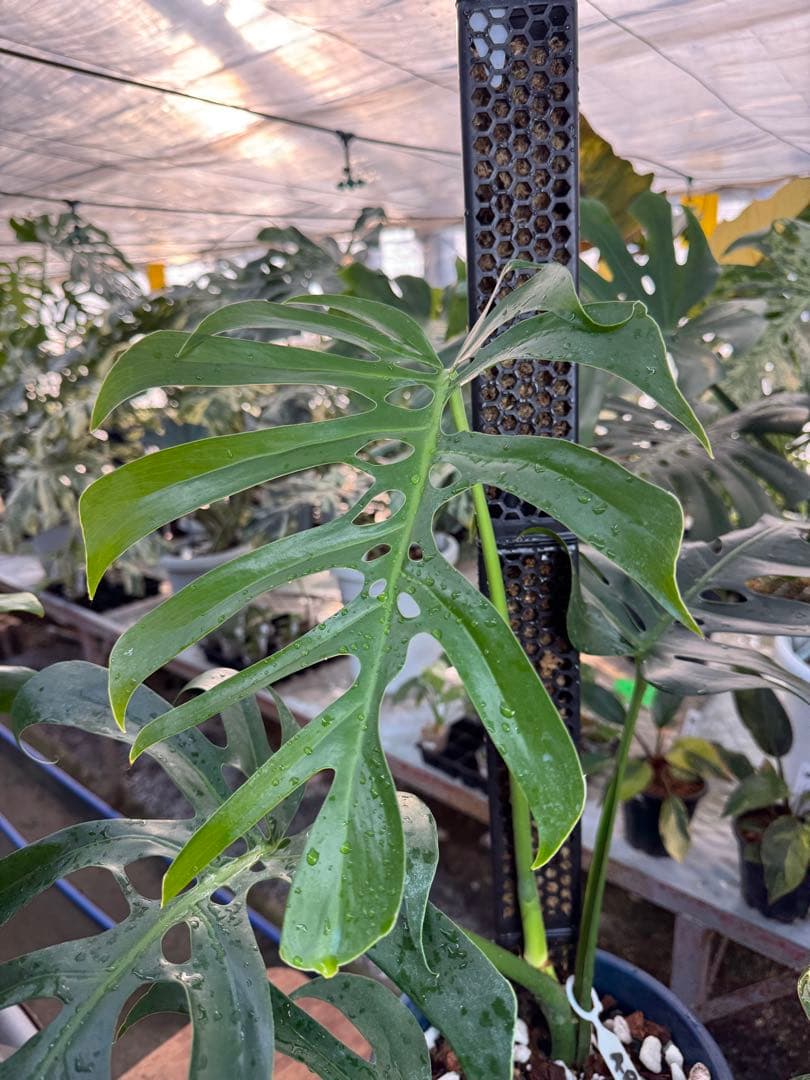 1 モンステラ・デリシオーサ・アラブフォーム \"エロンガータエ\" 日本初出品