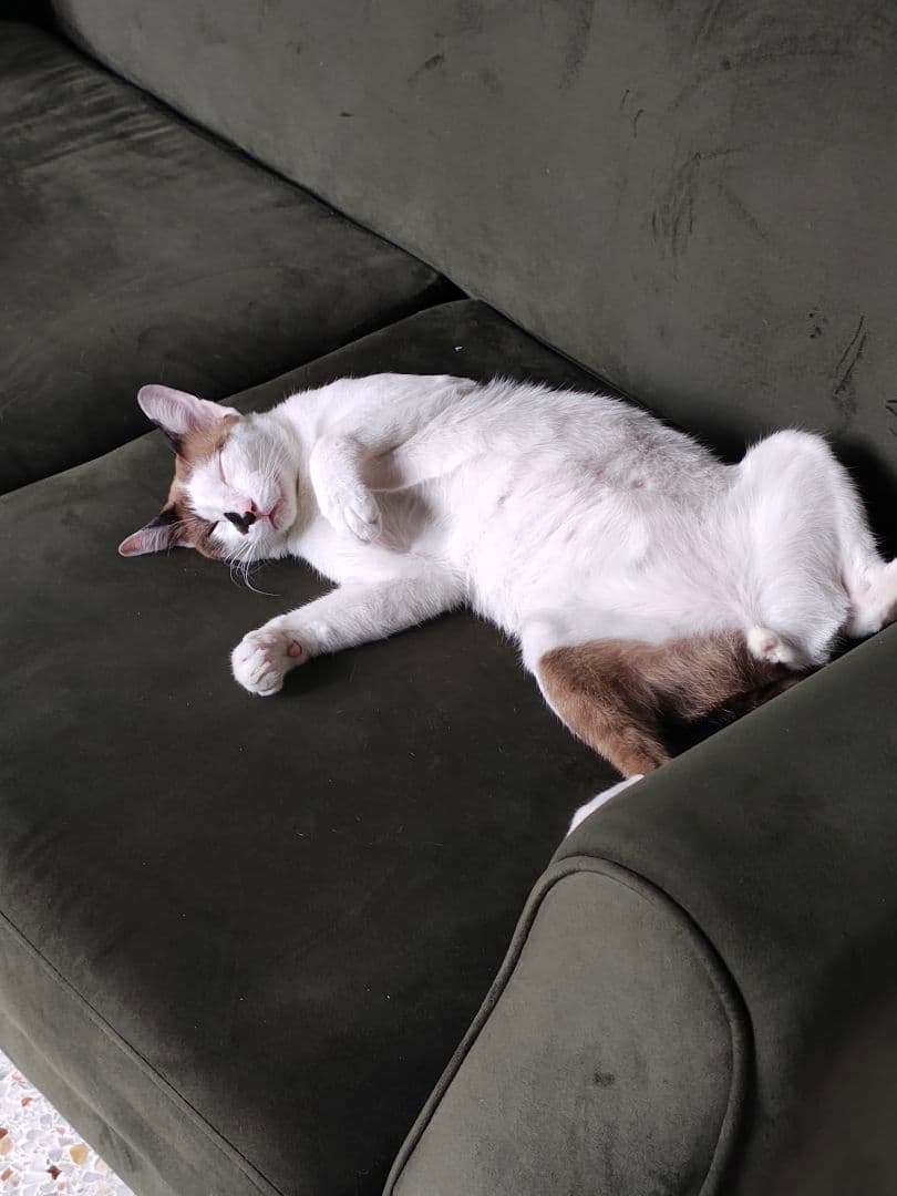 タイのお守りプラクルアン！女性の支配力と魅力がアップ！！藝術兼呪符