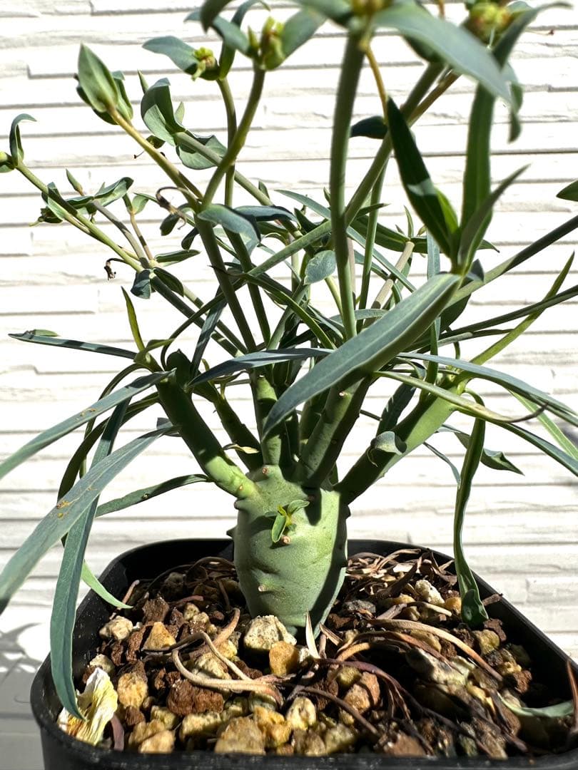 ユーフォルビア エチュベルクローサ 実生 (開花済み) Yahoo!オークション - ユーフォルビア エチュベルクローサ 実生2 開花