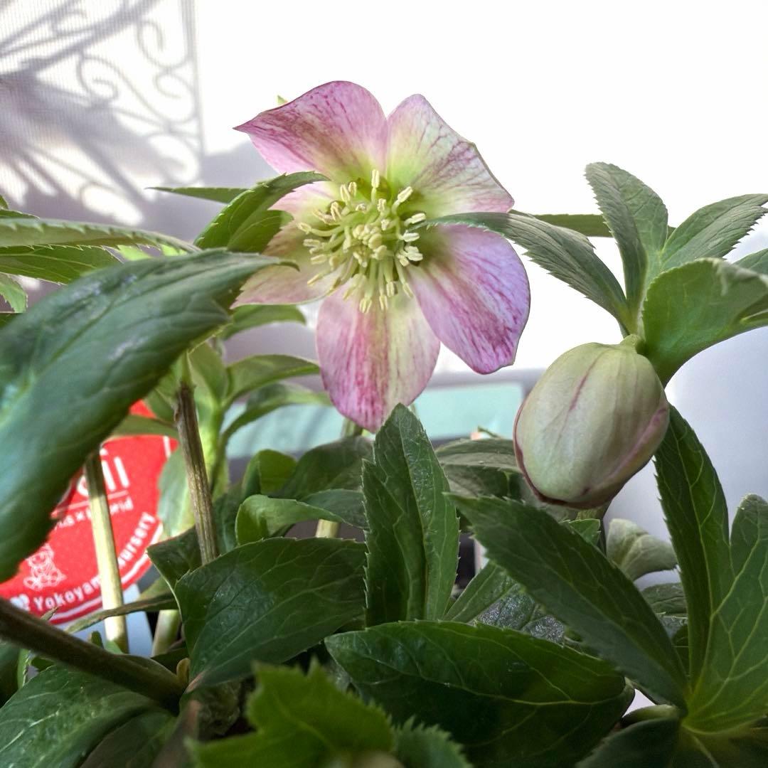 【横山園芸】クリスマスローズ プチドール　ss《1/15》ピンクベイン系