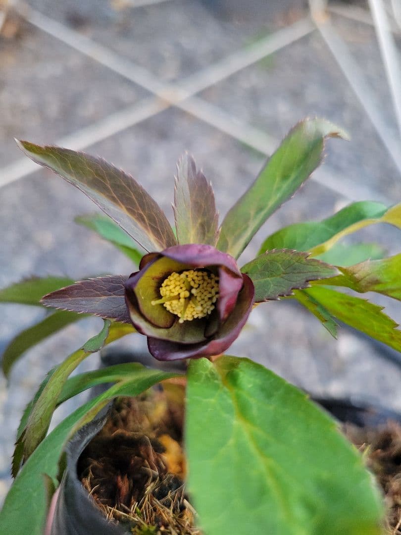 原種交配系　プチドール　シングル　クリスマスローズ 楽天市場】【開花見込み株】ミヨシのクリスマスローズ プチドール 彩