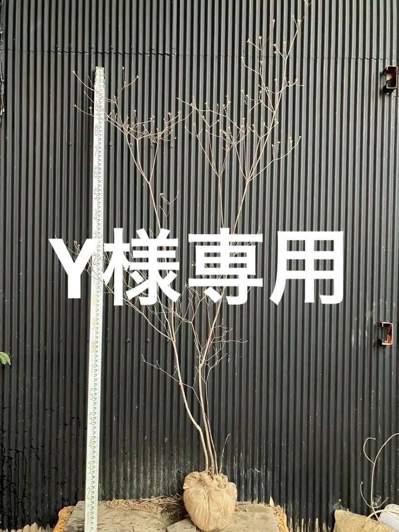 Yです！ 山採り　バイカツツジ 楽天市場】【現品】山採り【バイカツツジ】バイカドウダンツツジ 梅花