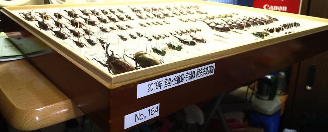 村山輝記採集・製作クワガタ標本 2019年 No.184 - メルカリ
