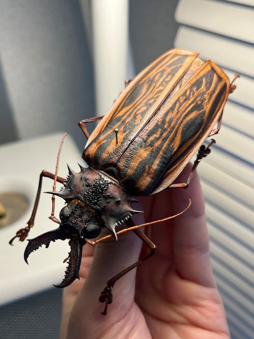 106mm♀】オオキバウスバカミキリ標本 Macrodontia昆虫標本