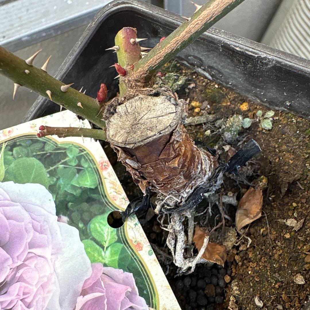 バラ苗 ラヴァンド・ラルム&カフェ・モカ 2苗セットプラ鉢ごとゆうゆう