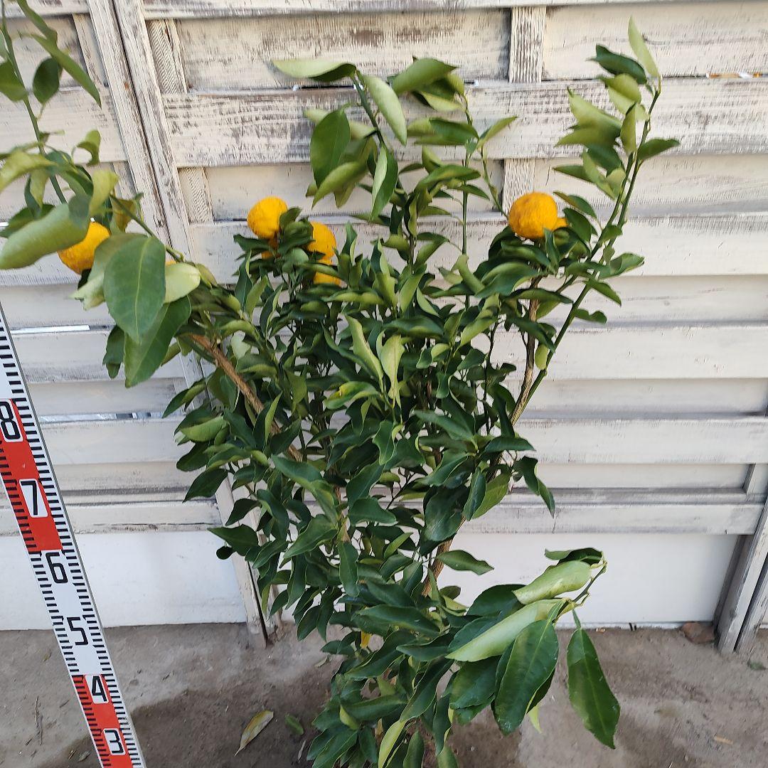 花柚子 3年生 結実実績あり！