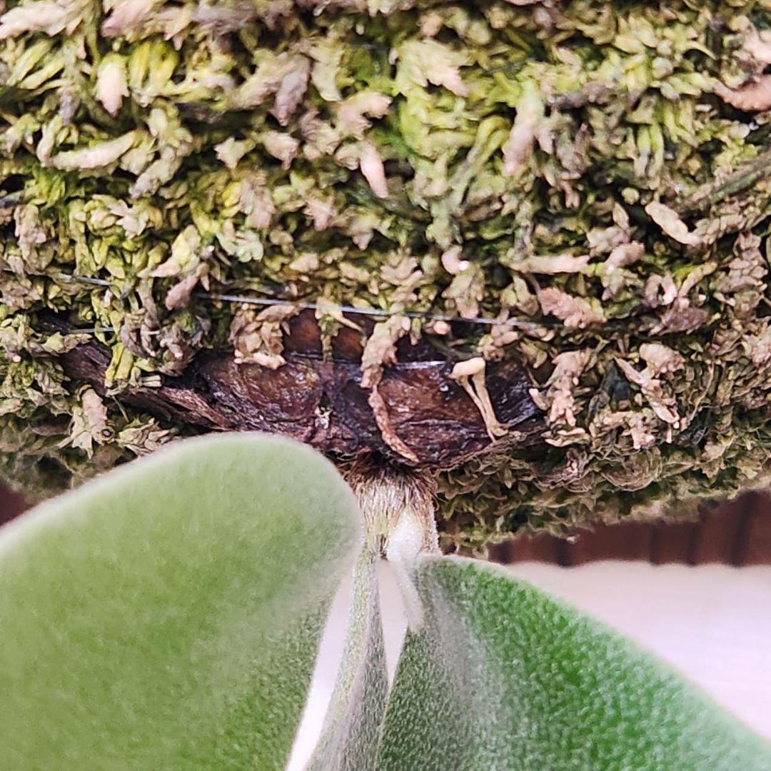 フーンシキOC子株 P.FoongSiQi ビカクシダ 株分け品子株 オリジナル