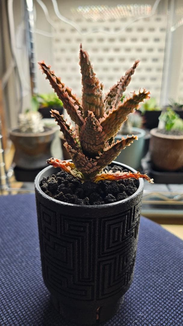 アロエハイブリッド アロエラボ 抜き苗 - メルカリ