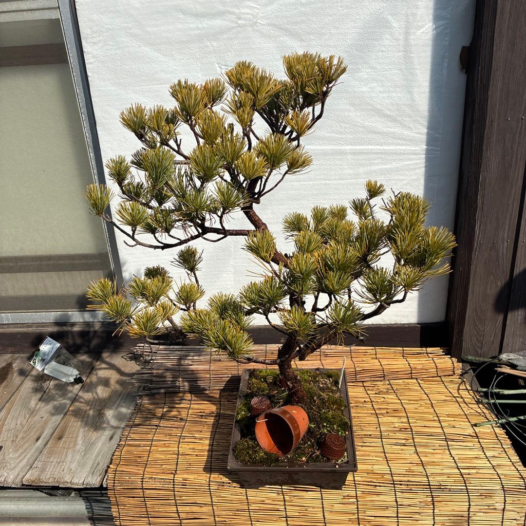 ☆盆栽☆ 赤石五葉松 Z-17 樹齢約50年以上 ☆愛媛県より発送☆ - メルカリ