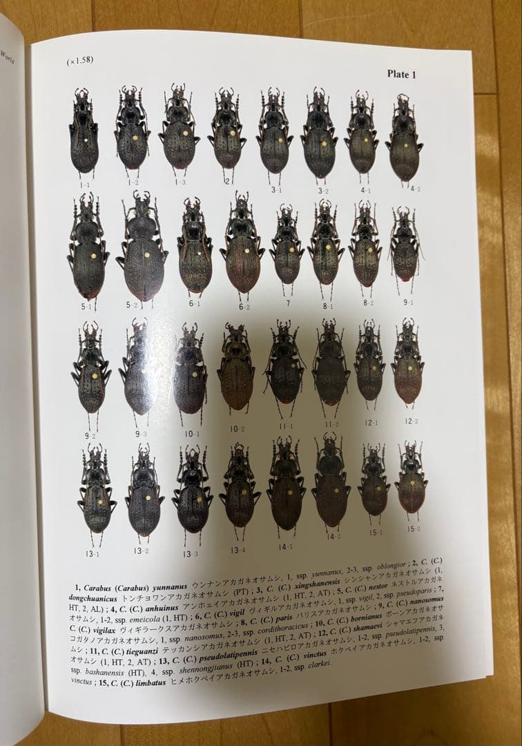 新品未使用】世界のオサムシ大図鑑（月刊むし・昆虫大図鑑シリーズ2