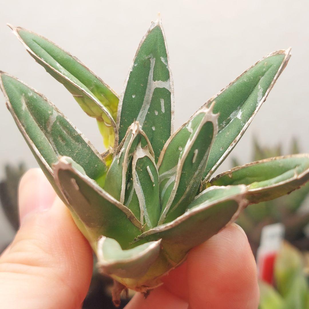 特価】アガベ 姫笹の雪 濃ペンキ 極上株 - メルカリ