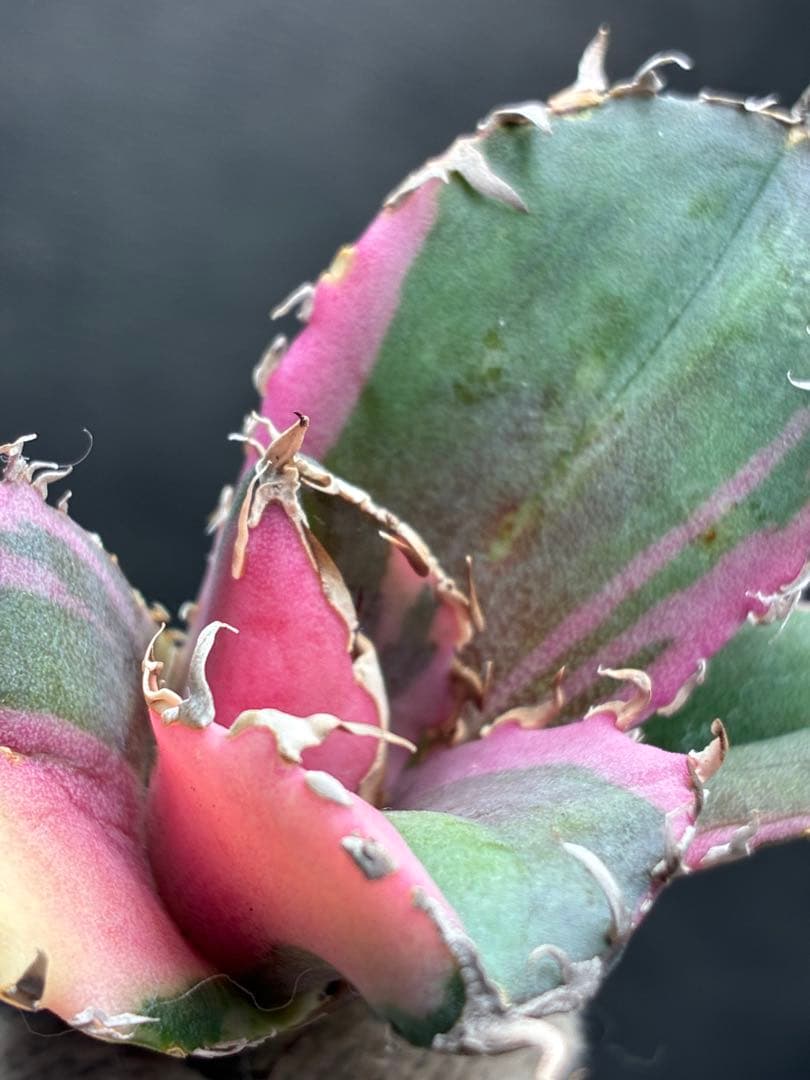 アガベ チタノタ「白鯨錦特殊錦」中斑入り 珍しいカラー 鮮やかな