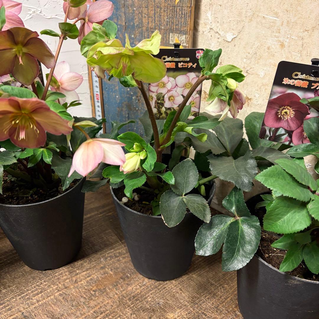 ガーデニングクリスマスローズ5寸4種4鉢 氷の薔薇 y*a様 【