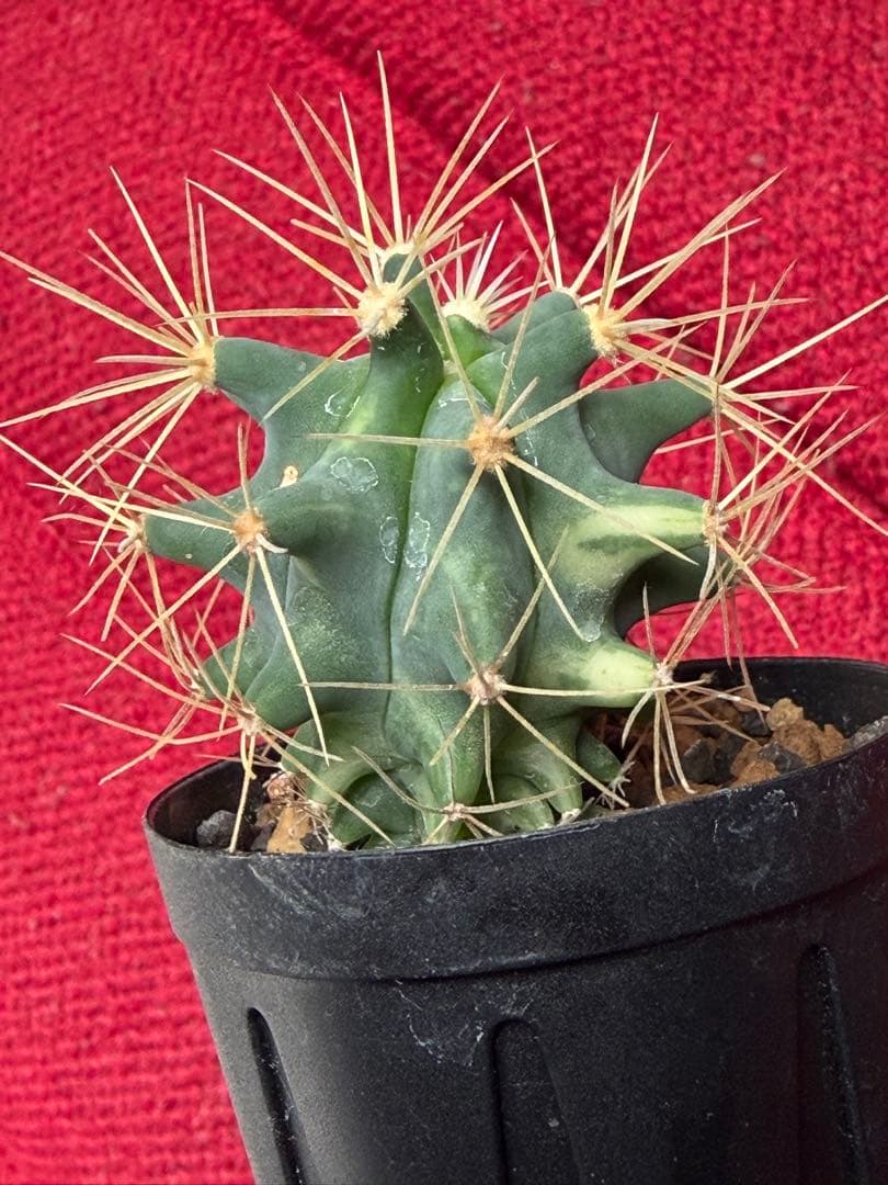 実生フェロカクタス王冠竜錦◇斑入りドライガーデン多肉サボテン