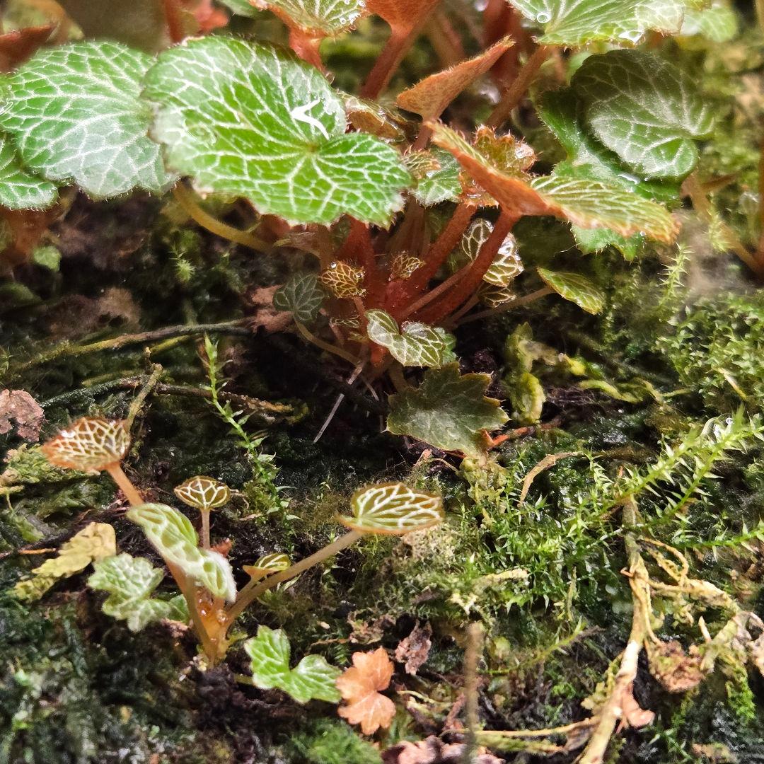 参考出品用・超豪華種親特盛✨️八房姫ユキノシタ✨️