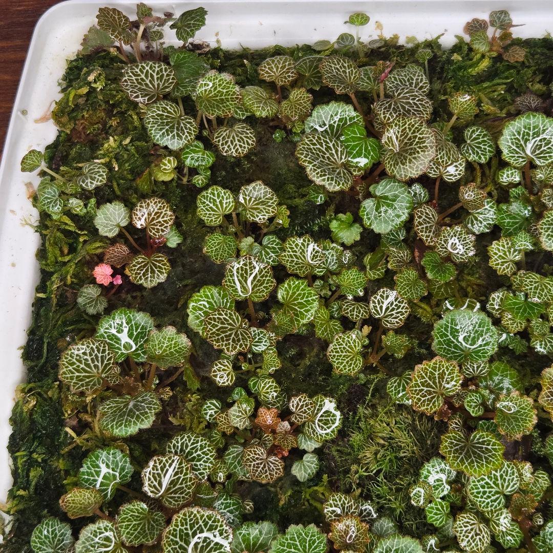 参考出品用・超豪華種親特盛✨️八房姫ユキノシタ✨️