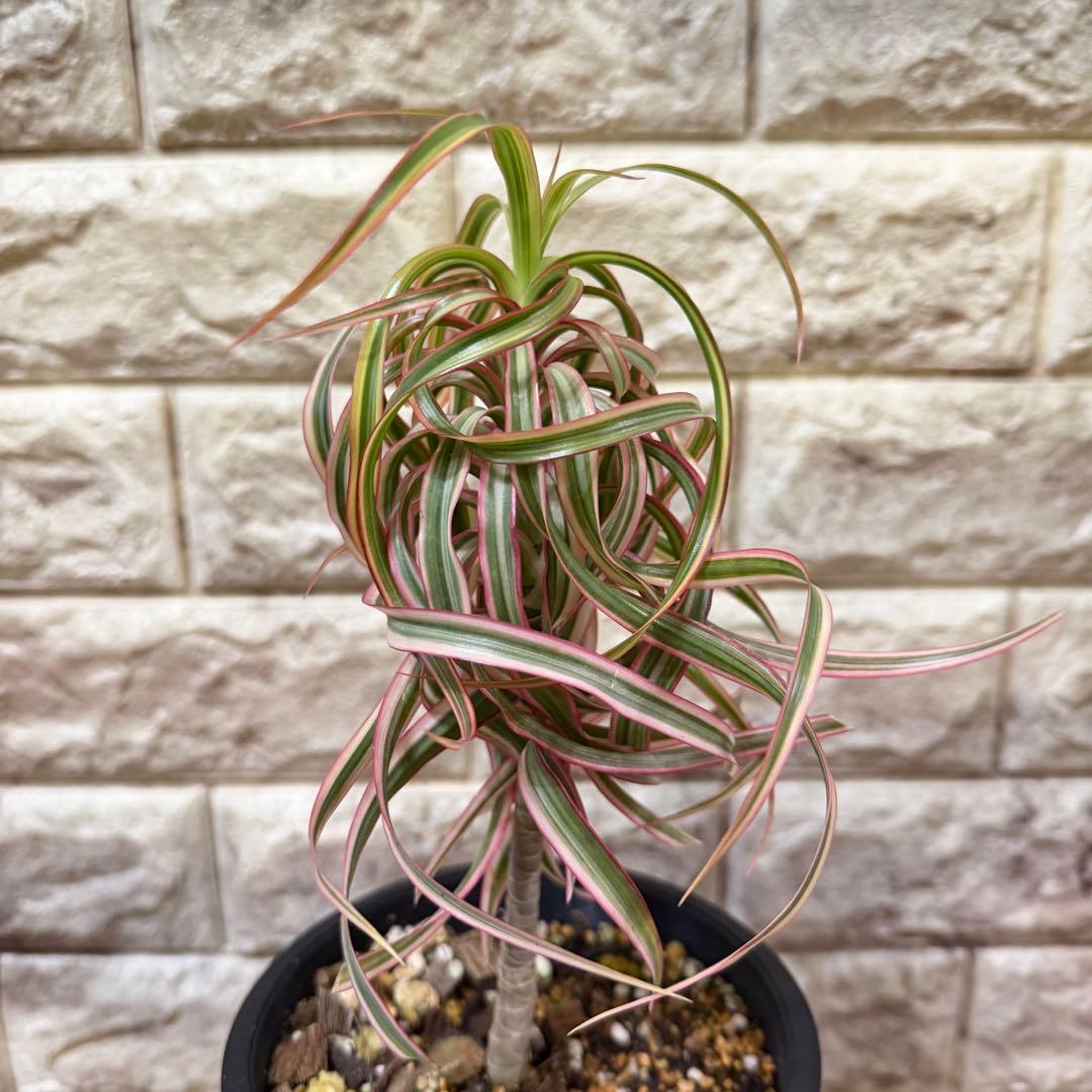 希少 ドラセナ キュンティ カール強 4号鉢