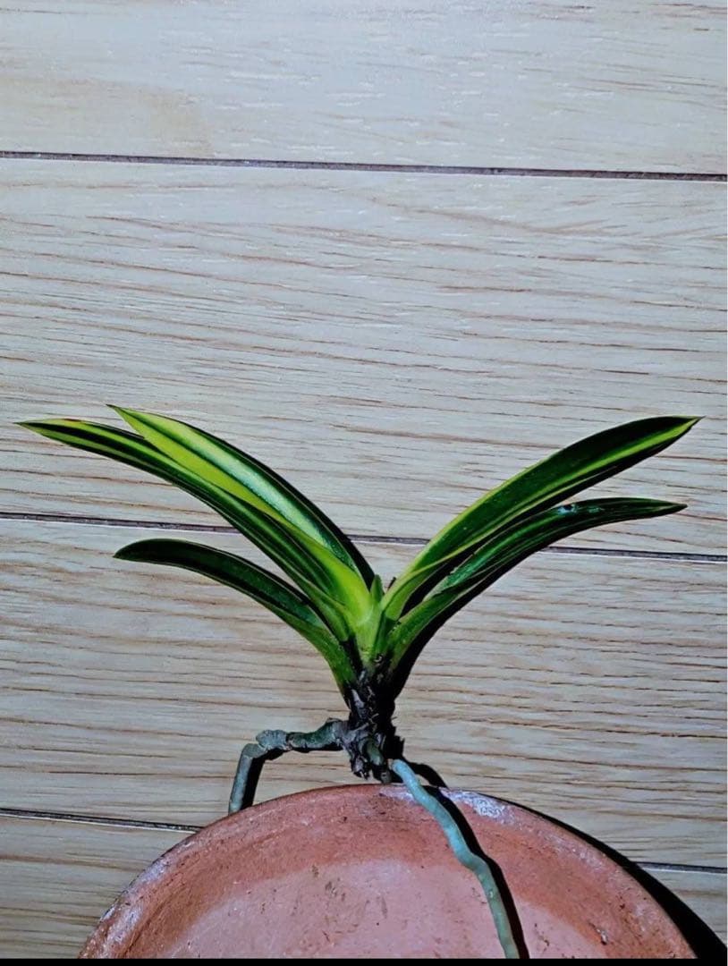 富貴蘭「金牡丹白縞」（牡丹錦） 牡丹錦（金牡丹白縞） : 富貴蘭チャンネル