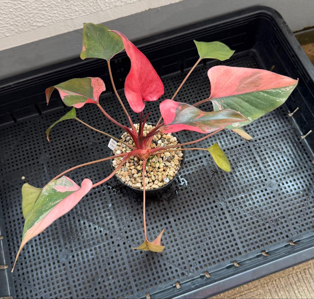 希少 ホマロメナ ピンクダイヤモンド 大型美株 鉢ごとメルカリ便②