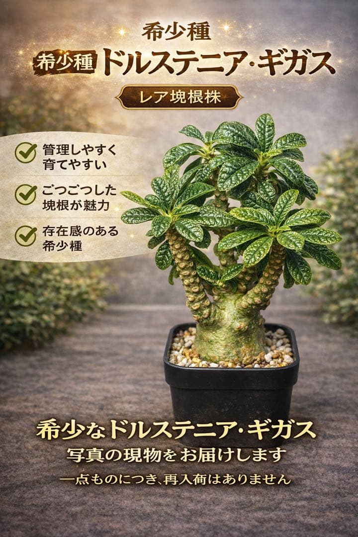 ドロステニア ギガス レア種 極美株