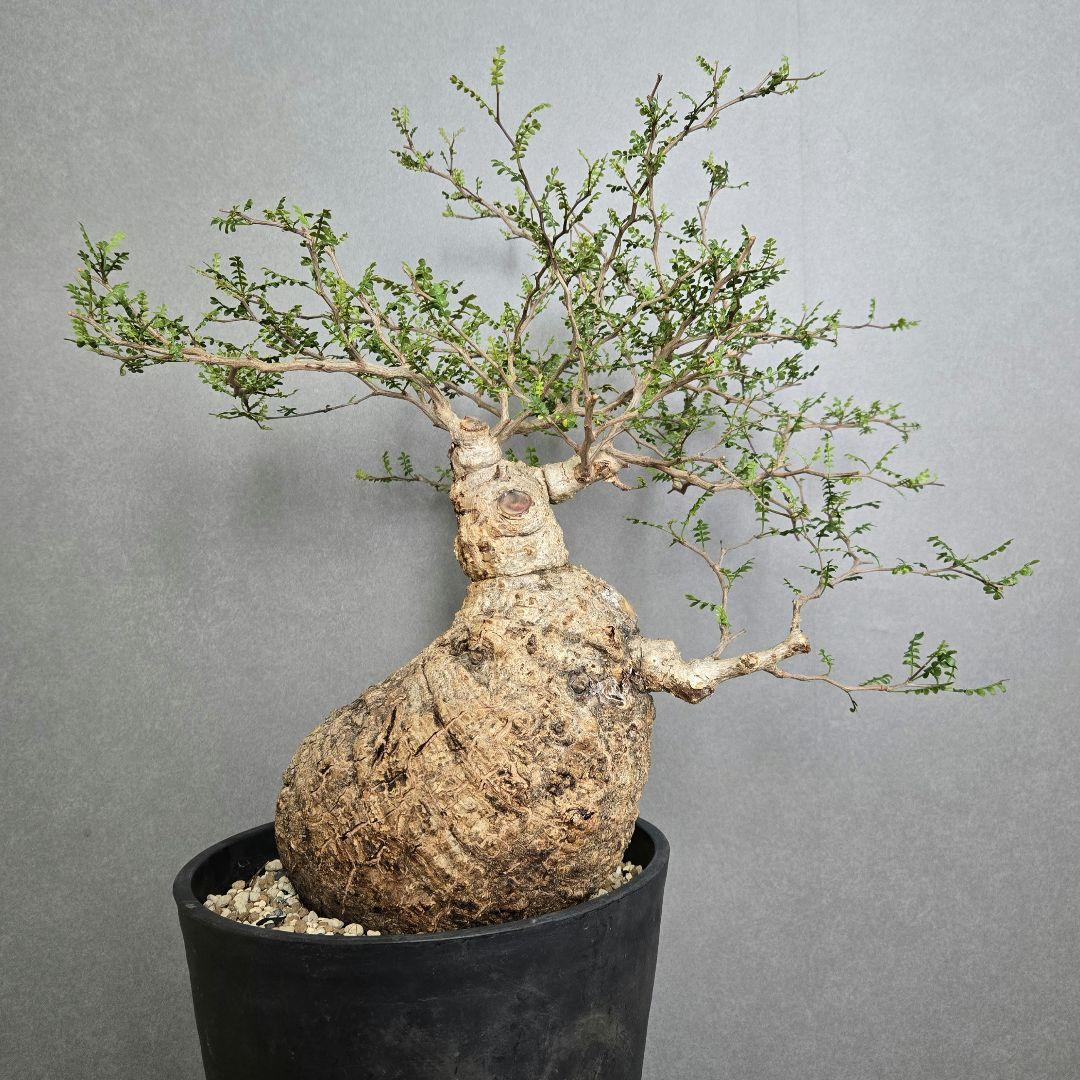 希少！】パキプス 現地球 発根済 塊根植物 - メルカリ