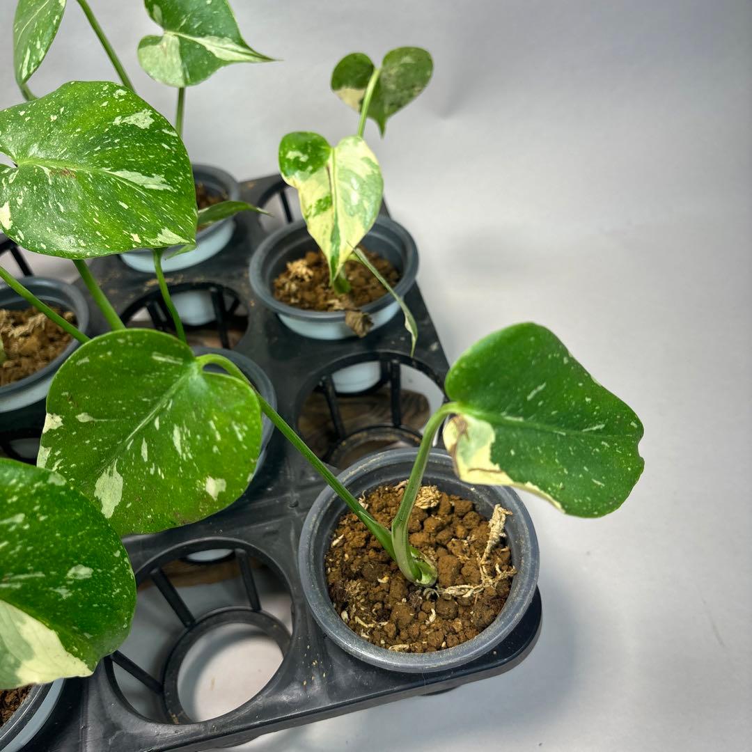 10株セットms57訳あり【特別選抜】モンステラ・タイコンステレーション