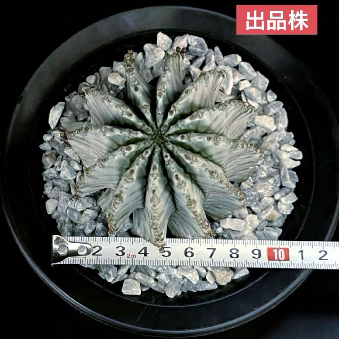 ユーフォルビアホリダ 金子アルバ 親株 極選抜