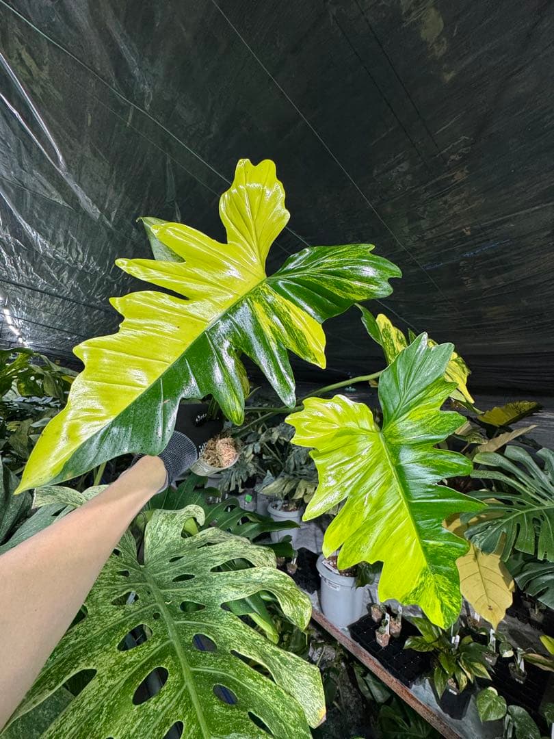 N1 フィロデンドロン キティナ 健康カット苗