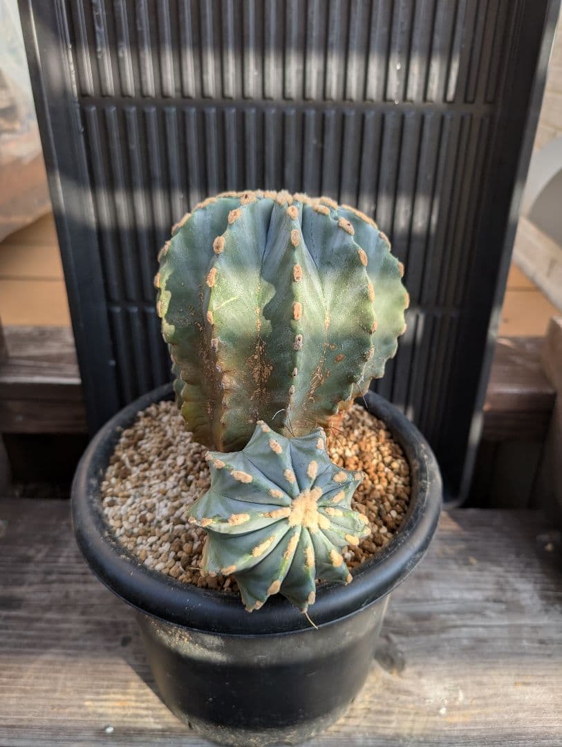 Omc Labo】極上5 2株セット フェロカクタス刺無王冠竜 希少 サボテン