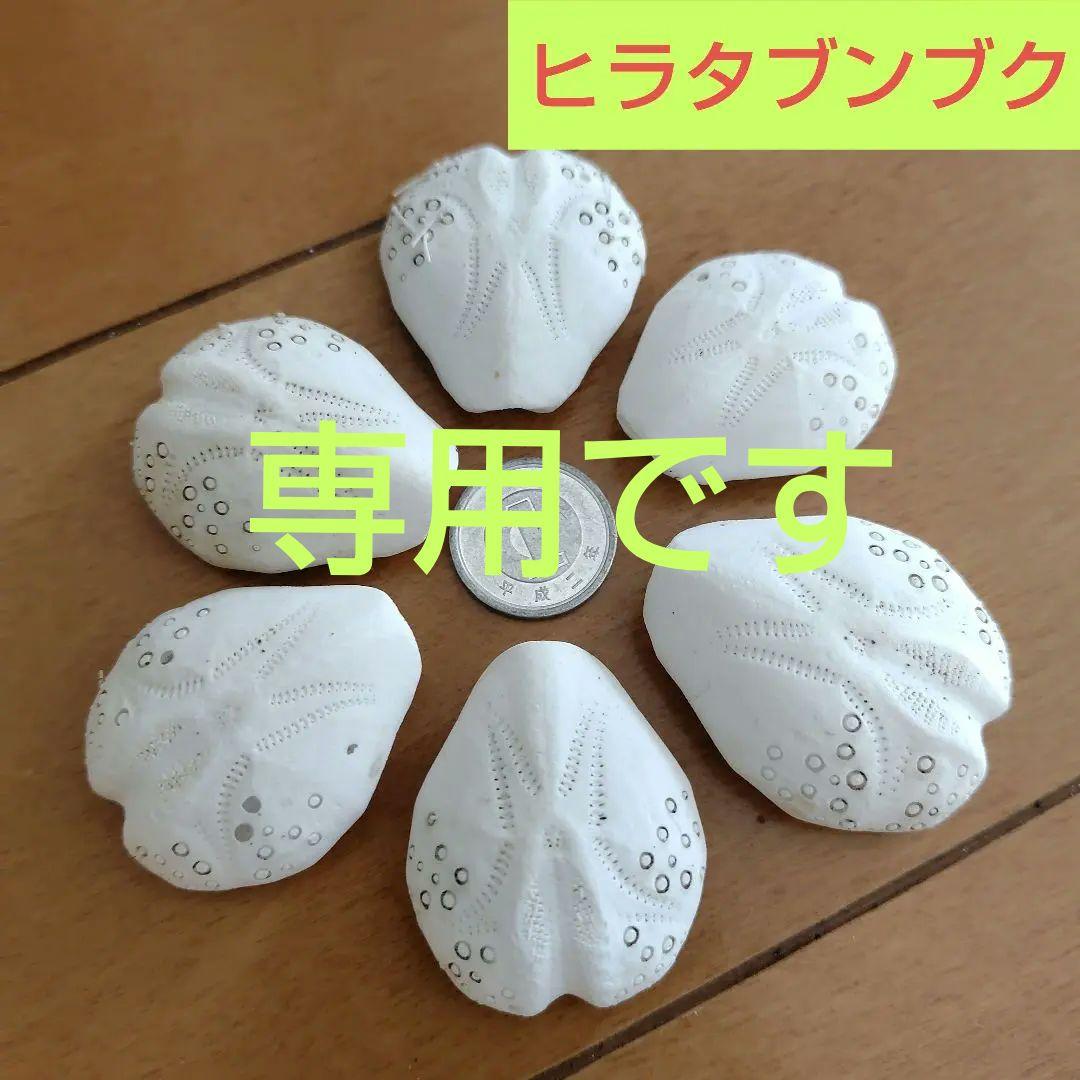 ヒラタブンブク ブンブク ウニ殻 標本 ビーチコーミング - メルカリ