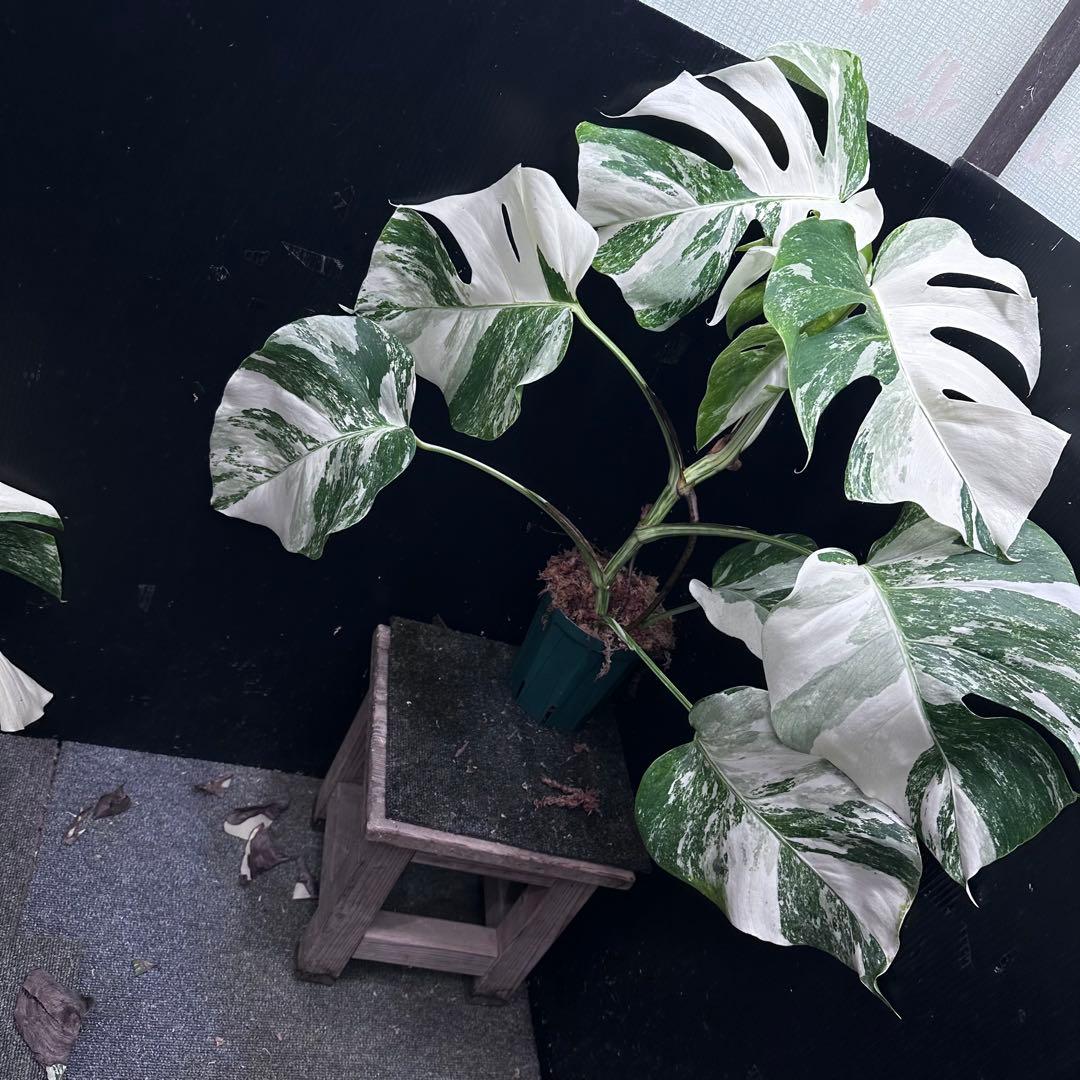 斑入りモンステラ ホワイトタイガー極美大株64cm白斑多 - メルカリ