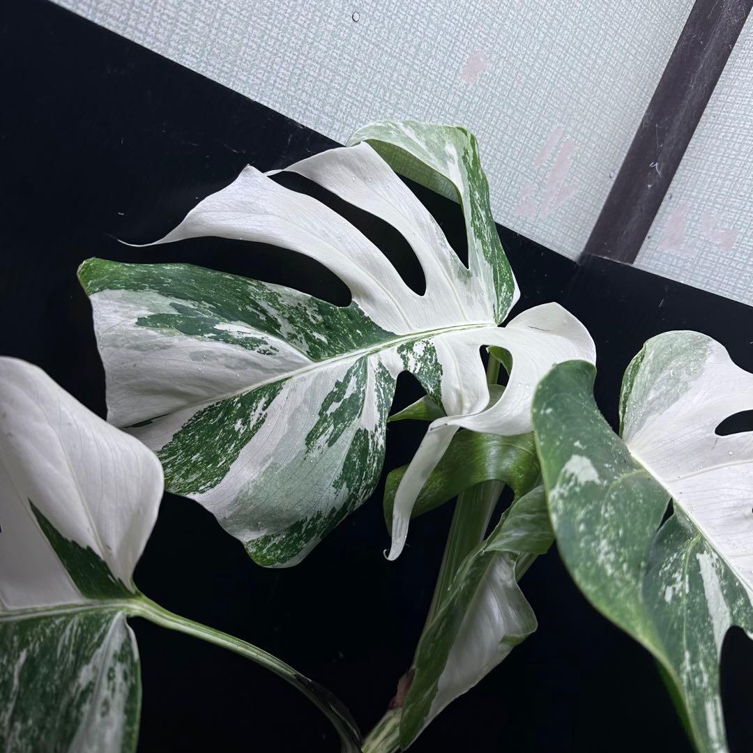 斑入りモンステラ ホワイトタイガー極美大株64cm白斑多 - メルカリ