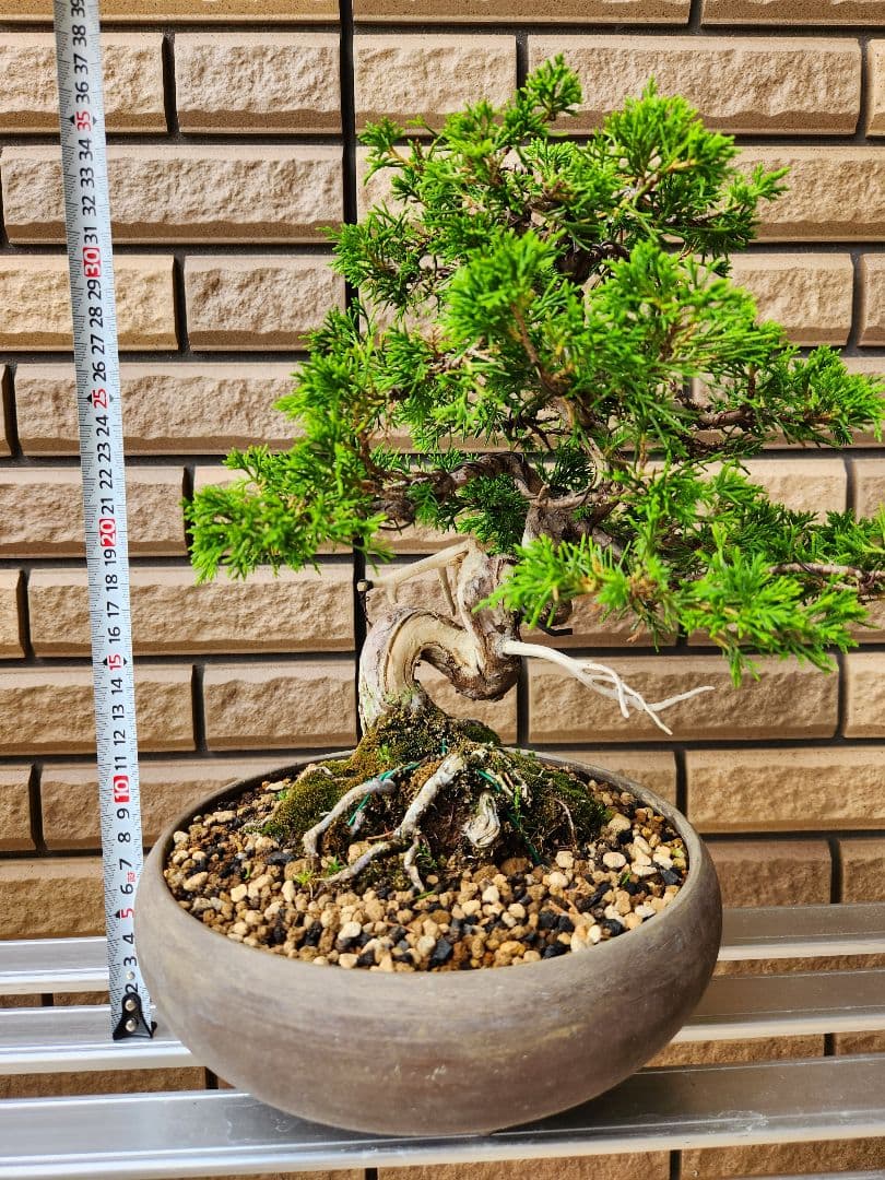 盆栽 真柏 盆栽鉢 植物 - メルカリ